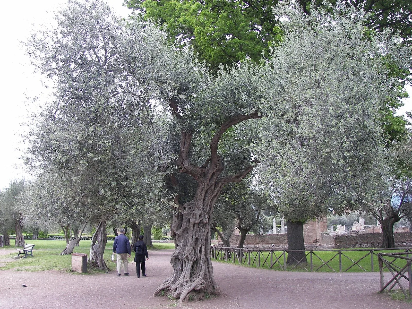 Olivi secolari dal tronco nodoso lungo un viale di Villa Adriana, ai piedi di Tivoli